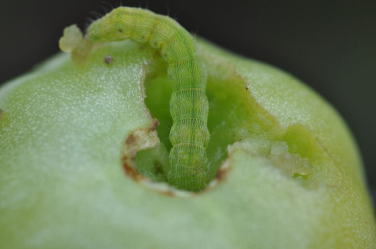 Die Baumwollkapseleule (Helicoverpa armigera) hat nach Experteneinschätzung extrem hohes Schadenspotenzial.  Foto: René Total/Agroscope/dpa
