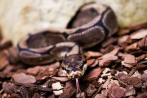 Königspythons (Python regius) sind eine geschützte Art. (Archivbild)