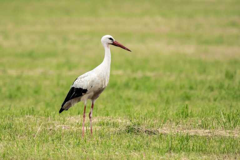 Die Polizei hat in Heidelberg einen unterernährten Storch eingefangen. (Symbolbild) Foto: Silas Stein/dpa