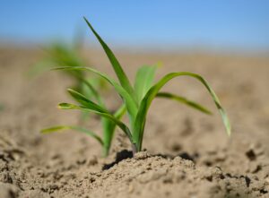 Für die Landwirtschaft ist die enorme Trockenheit ein großes Problem.