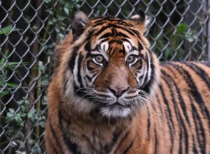 Sumatra-Tiger kommen nur auf der gleichnamigen Insel vor, aber es werden immer weniger. (Archivbild)