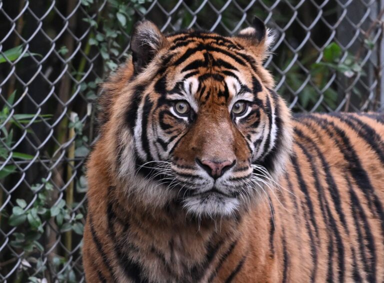 Sumatra-Tiger kommen nur auf der gleichnamigen Insel vor, aber es werden immer weniger. (Archivbild) Foto: Arne Dedert/dpa