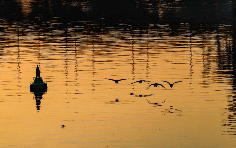 Das Wasser im Main hat sich wegen der Hitze erwärmt.  Foto: Andreas Arnold/dpa