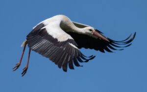 Der Vogel kam wohl mit dem Schrecken davon. (Symbolbild)