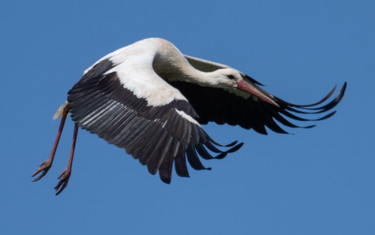 Der Vogel kam wohl mit dem Schrecken davon. (Symbolbild) Foto: Boris Roessler/dpa