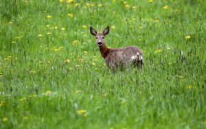 Rehe haben aus Sicht der Jäger ein Existenzrecht. (Archivbild)