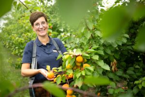 Die Obstbauer in Deutschland spüren den Klimawandel und züchten mehr und mehr südländische Früchte.