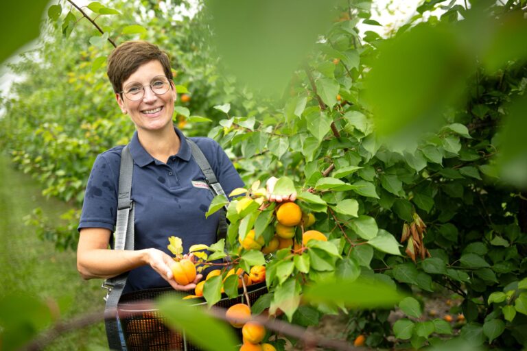 Die Obstbauer in Deutschland spüren den Klimawandel und züchten mehr und mehr südländische Früchte.