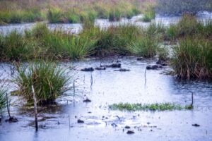 Moorfrösche wurden im Ilm-Kreis ausgewildert - in einem Feuchtgebiet. (Symbolbild)