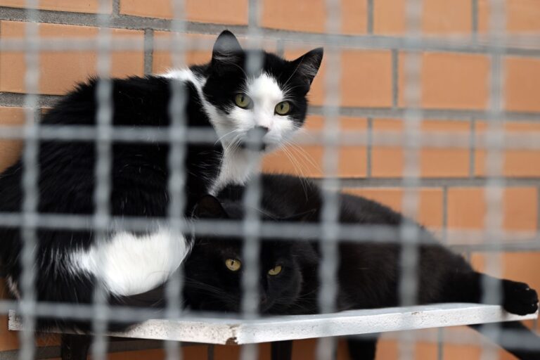 Tierheime können die Ferienbetreuung von Haustieren längst nicht mehr leisten. (Symbolbild) Foto: Federico Gambarini/dpa