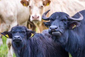Büffel kommen mit morastigem Untergrund gut zurecht. So können auch wiedervernässte Moore weiter genutzt werden.