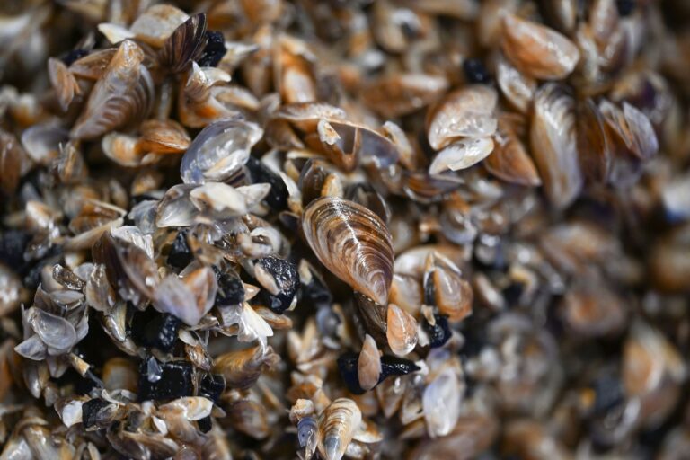 Die Quagga-Muscheln haben sich seit 2016 rasant verbreitet. (Archivbild)  Foto: Felix Kästle/dpa