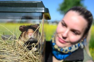 Das Projekt mit ausgewilderten Feldhamstern läuft erfolgreich. (Archivbild)
