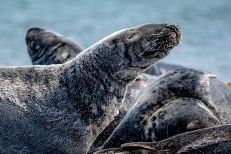 Der Bestand der Kegelrobben in der südlichen Nordsee steigt seit Jahren kontinuierlich an. (Archivbild) Foto: Sina Schuldt/dpa