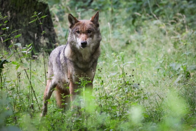 Landwirte machen sich seit Jahren für den Abschuss von Wölfen stark, um ihre Schafe und Rinder vor dem Raubtier zu schützen. (Archivbild) Foto: Christian Charisius/dpa