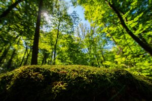 Die NRW-Landesregierung will der Wildnis im Land mehr Platz geben. (Symbolfoto)