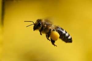 Honigbienen waren dieses Jahr besonders fleißig.