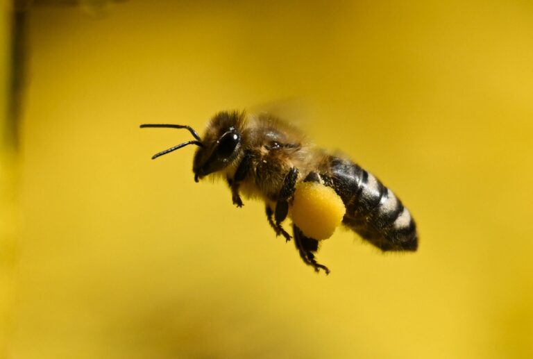 Honigbienen waren dieses Jahr besonders fleißig.