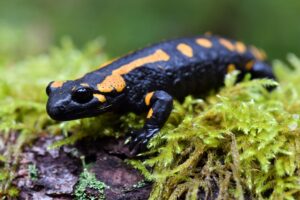 Für den Bestand der Feuersalamander ist Trockenheit ein großes Problem. (Archivbild)