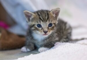 Eine Tierschutzinitiative hat eine Katze gefunden und in eine Klinik gebracht. (Symbolbild)