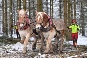 In diesem Winter waren Rückepferde im Thüringer Wald noch bei Forstarbeiten im Einsatz.