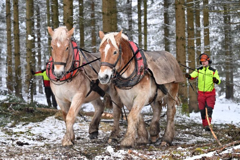 In diesem Winter waren Rückepferde im Thüringer Wald noch bei Forstarbeiten im Einsatz.  Foto: Martin Schutt/dpa