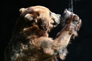 Kamtschatka-Bär Leonid kaut an einer Eisbombe mit Fischfüllung.