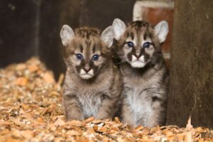 Der Zoo will Besucher über die Namen für die beiden Jungtiere entscheiden lassen.