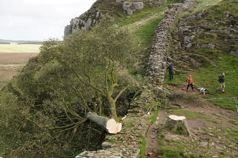 Der ikonische Baum war im September 2023 gefällt worden. (Archivbild) Foto: Owen Humphreys/Press Association/dpa