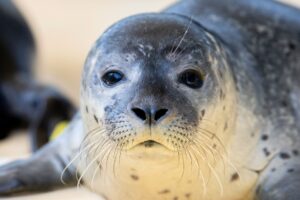 Von einem Flugzeug aus werden die Seehunde im Wattenmeer gezählt - größere Ansammlungen werden dafür fotografiert.