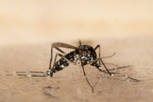 Unweit der deutschen Grenze im Elsass ist eine lokale Infektion mit dem Chikungunya-Virus entdeckt worden (Archivbild).