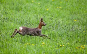 Die Brunftzeit bei Rehwild sorgt für erhöhte Unfallgefahr. (Symbolbild)