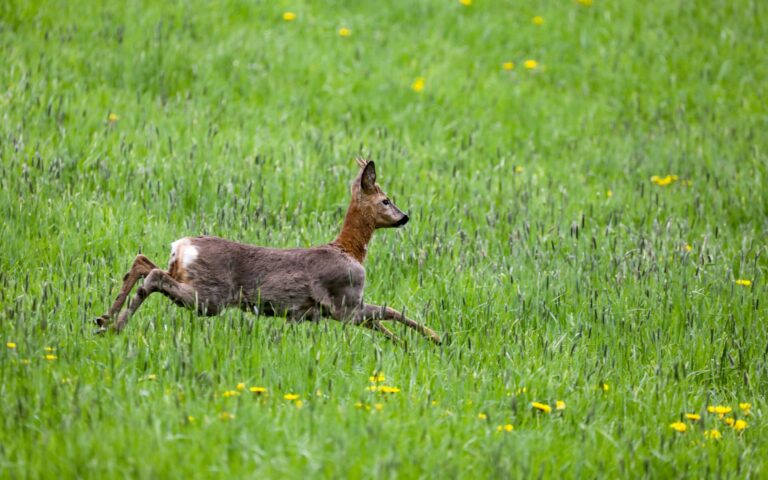 Die Brunftzeit bei Rehwild sorgt für erhöhte Unfallgefahr. (Symbolbild) Foto: Thomas Warnack/dpa