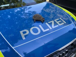 Wer darf die Schildkröte betreuen? Die Polizei musste einschreiten.