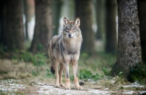 Im Zusammenhang mit durch Wölfe verursachte Schäden an Nutztieren sind 2024 die Ausgleichszahlungen des Landes sowie die Zahl der dokumentierten Übergriffe gestiegen. (Archivbild)