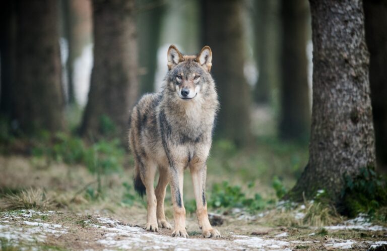 Im Zusammenhang mit durch Wölfe verursachte Schäden an Nutztieren sind 2024 die Ausgleichszahlungen des Landes sowie die Zahl der dokumentierten Übergriffe gestiegen. (Archivbild) Foto: Bernd Thissen/dpa