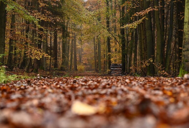 In Hessen gibt es 13 Naturparks. (Archivbild) Foto: Arne Dedert/dpa