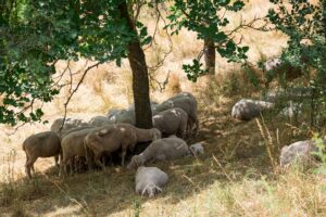 Wer kann, sucht Schutz vor der heißen Sonne im Schatten. Für viele Tiere und Pflanzen in Bayern könnte die aktuelle Dürre langfristige Folgen haben. Umweltschützer warnen vor irreparablen Schäden für ganze Ökosysteme. (Archivbild)