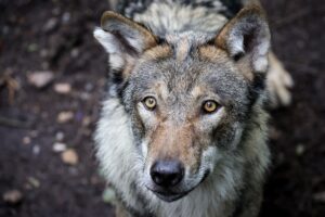 In Sachsen gibt es laut vorläufigem Wolfsmonitoring für das Jahr 2024/25 nun 41 bestätigte Wolfsterritorien. (Archivfoto)