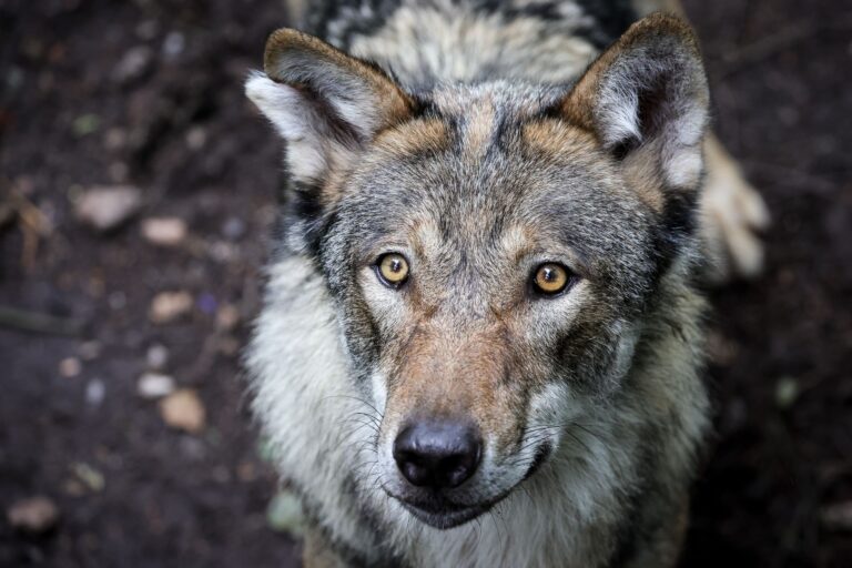 In Sachsen gibt es laut vorläufigem Wolfsmonitoring für das Jahr 2024/25 nun 41 bestätigte Wolfsterritorien. (Archivfoto) Foto: Christian Charisius/dpa