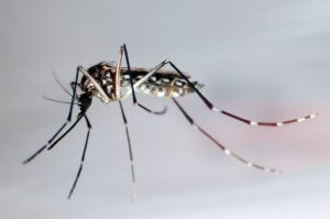Unweit der deutschen Grenze im Elsass ist eine lokale Infektion mit dem Chikungunya-Virus entdeckt worden (Archivbild).
