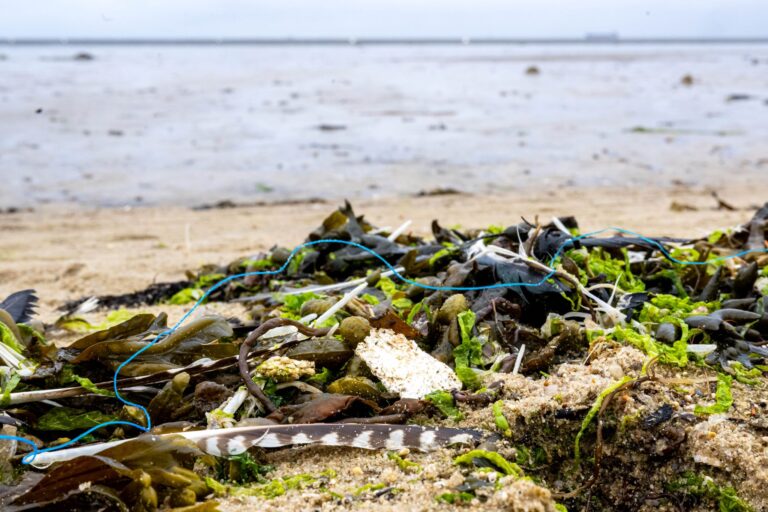 Die ökologische Belastung der deutschen Küsten ist groß - künftig will die Deutsche Bundesstiftung Umwelt pro Jahr 10 Millionen Euro für Schutzprojekte ausgeben. Foto: Sina Schuldt/dpa
