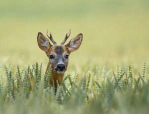 Die anhaltende Hitze bedeutet auch für Wildtiere Stress. (Symbolbild)