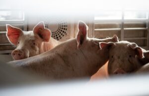 Niedersachsen zieht Konsequenzen: Bei über 30 Grad bleiben Tiertransporter für Langstrecken wie dieser künftig stehen. (Archivbild)
