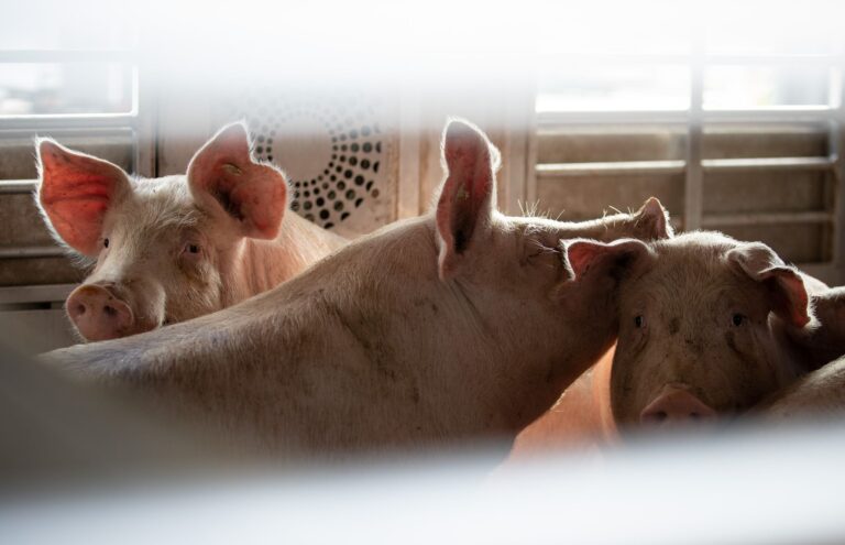 Niedersachsen zieht Konsequenzen: Bei über 30 Grad bleiben Tiertransporter für Langstrecken wie dieser künftig stehen. (Archivbild) Foto: Friso Gentsch/dpa