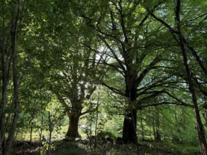 Die knorrigen Riesen sind heute von einem Wald umgeben und nicht auf Anhieb zu entdecken. Die harten Anfangsjahre der Bäume, in denen sie von Weidetieren angefressen wurden, haben zu ihrem besonderen Wuchs beigetragen. (Archivfoto)