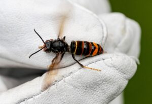 Die Asiatische Hornisse macht Imkern und der Staatsregierung zunehmend Sorgen. (Symbolbild)