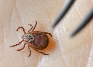 Die Zahl der Borreliose-Infektionen ist in Sachsen-Anhalt deutlich gestiegen. (Archivbild)