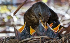 Viele Vögel ziehen ihren Nachwuchs in dichten Hecken auf. (Symbolbild)