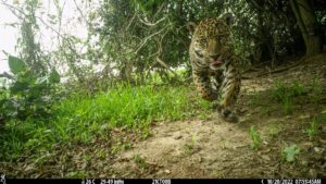 Die Jaguare wurden von Wildkameras abgelichtet.